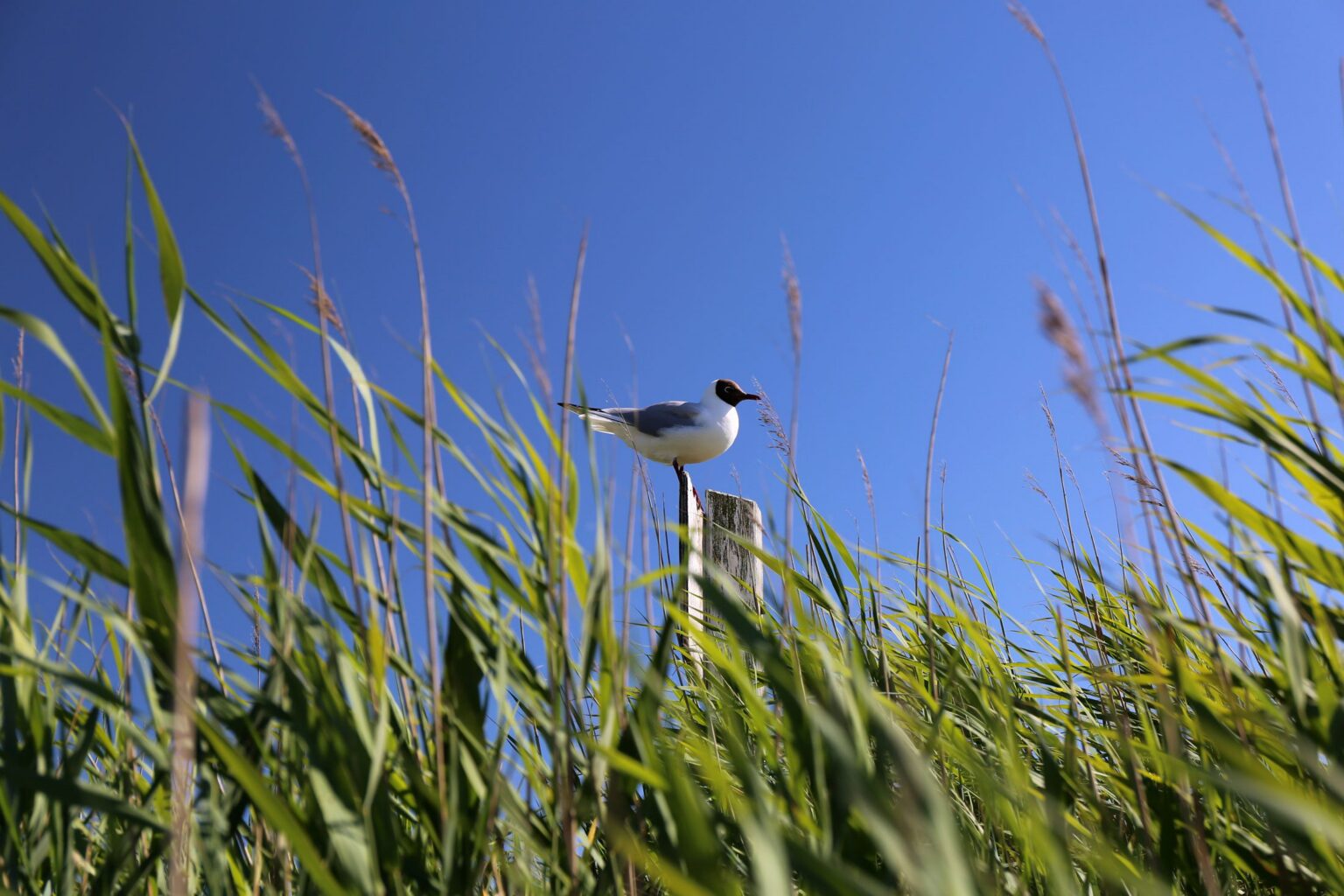 Eine Möwe sitzt auf einem Zaunpfahl im Sonnenschein